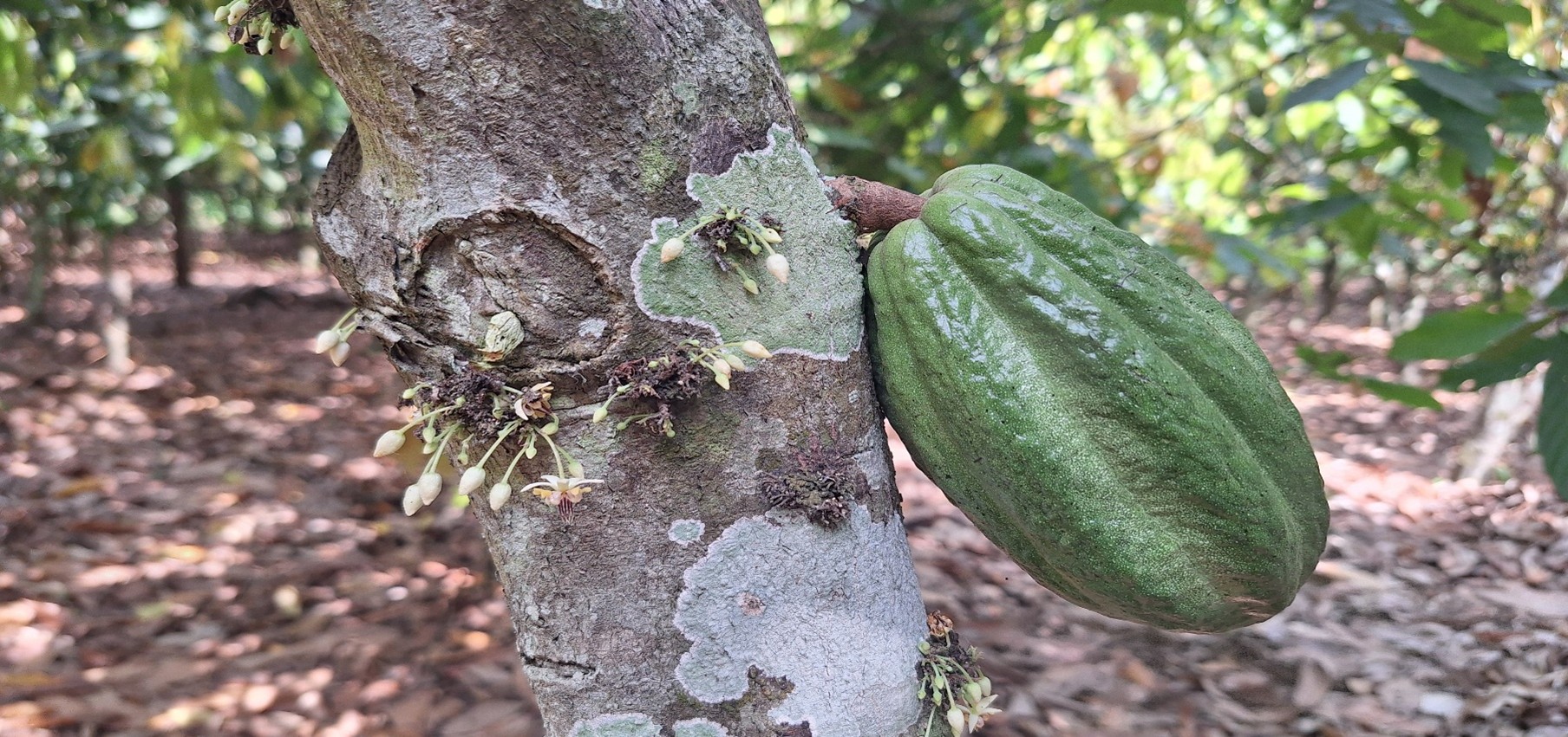 Ferrero Cocoa Sustainability Project